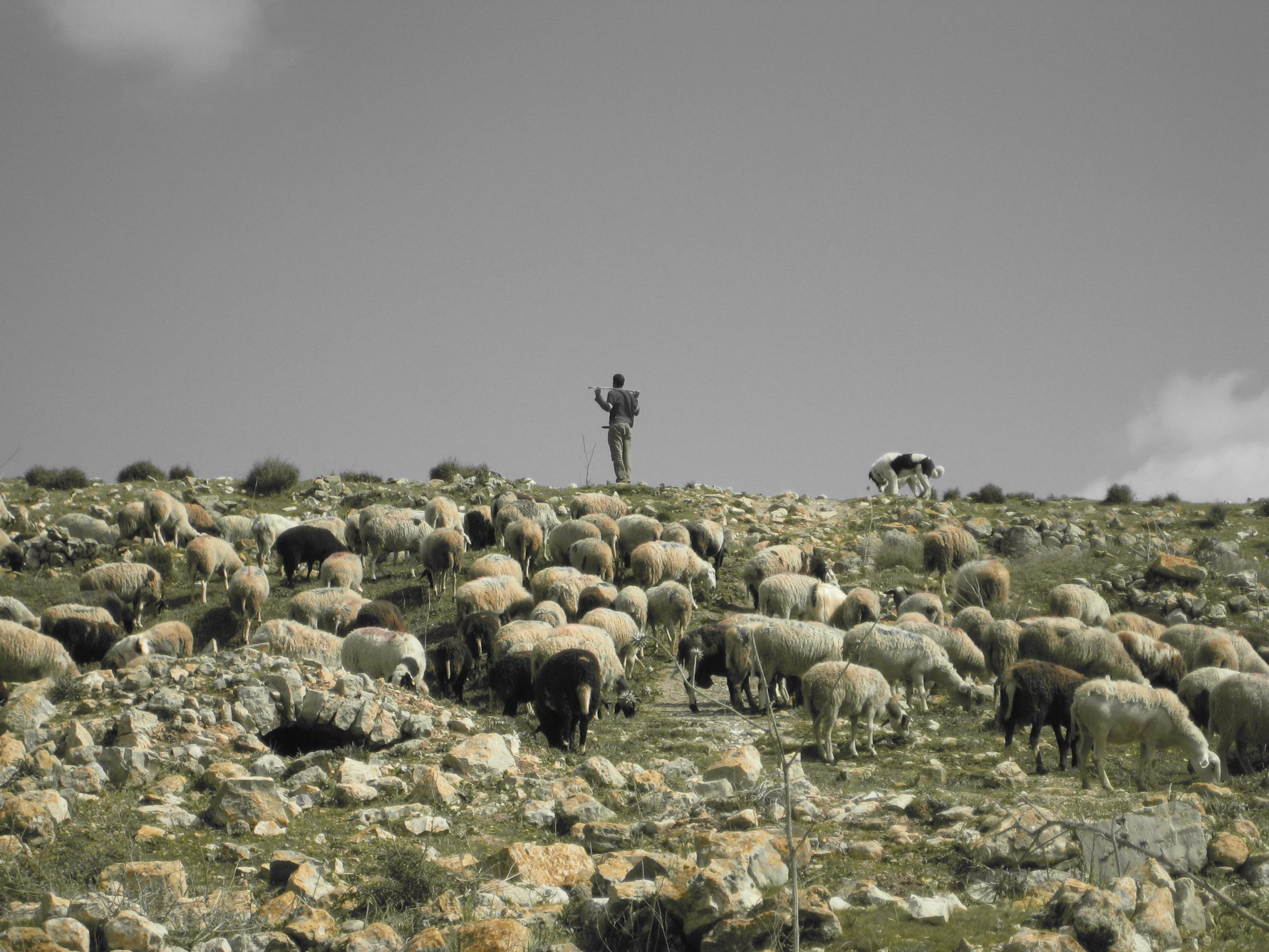 The Shepherd